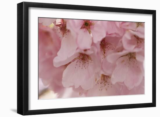 Cherry Blossoms II-Rita Crane-Framed Premium Giclee Print