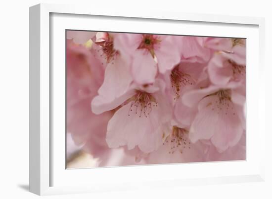 Cherry Blossoms II-Rita Crane-Framed Premium Giclee Print