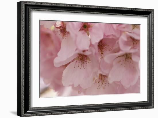 Cherry Blossoms II-Rita Crane-Framed Premium Giclee Print