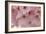 Cherry Blossoms II-Rita Crane-Framed Premium Giclee Print
