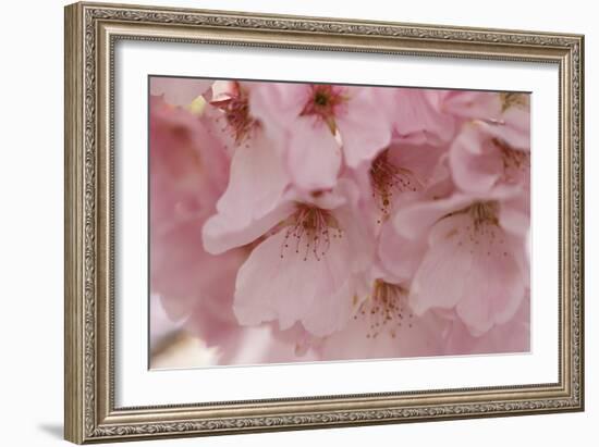 Cherry Blossoms II-Rita Crane-Framed Art Print