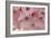 Cherry Blossoms II-Rita Crane-Framed Art Print