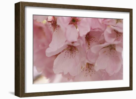 Cherry Blossoms II-Rita Crane-Framed Art Print