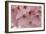 Cherry Blossoms II-Rita Crane-Framed Art Print