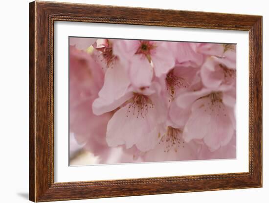 Cherry Blossoms II-Rita Crane-Framed Art Print