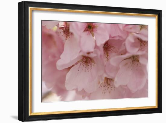 Cherry Blossoms II-Rita Crane-Framed Art Print