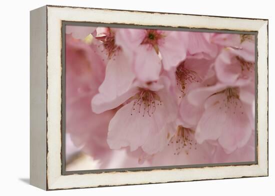 Cherry Blossoms II-Rita Crane-Framed Stretched Canvas