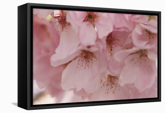 Cherry Blossoms II-Rita Crane-Framed Stretched Canvas