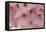 Cherry Blossoms II-Rita Crane-Framed Stretched Canvas