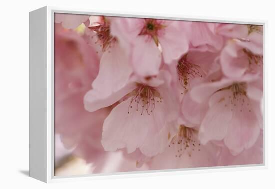 Cherry Blossoms II-Rita Crane-Framed Stretched Canvas