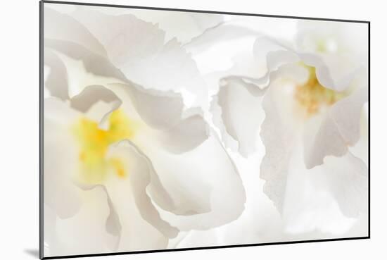 Cherry Blossoms II-Kathy Mahan-Mounted Photographic Print