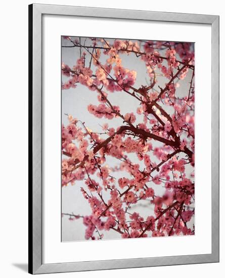 Cherry Blossoms II-Susan Bryant-Framed Photographic Print