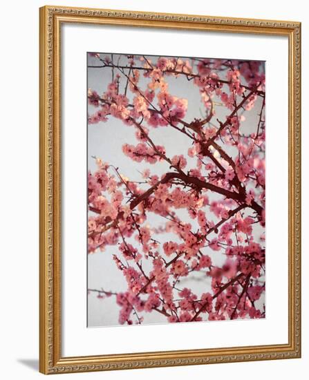 Cherry Blossoms II-Susan Bryant-Framed Photographic Print