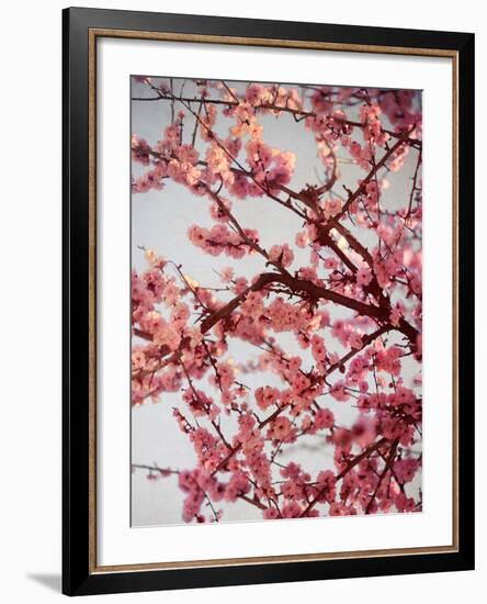 Cherry Blossoms II-Susan Bryant-Framed Photographic Print