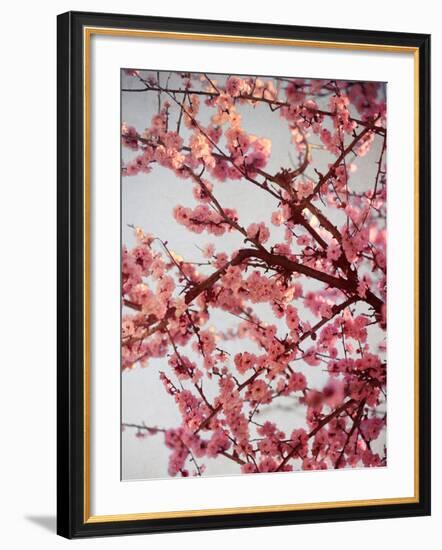 Cherry Blossoms II-Susan Bryant-Framed Photographic Print