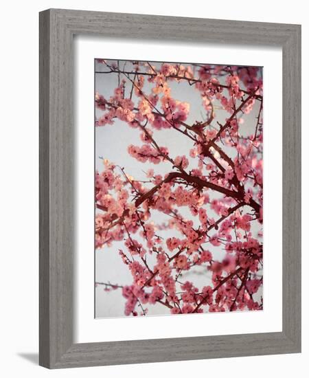 Cherry Blossoms II-Susan Bryant-Framed Photographic Print