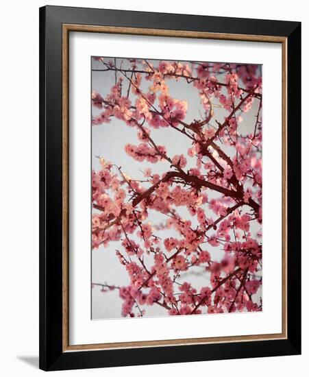 Cherry Blossoms II-Susan Bryant-Framed Photographic Print