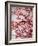 Cherry Blossoms II-Susan Bryant-Framed Photographic Print