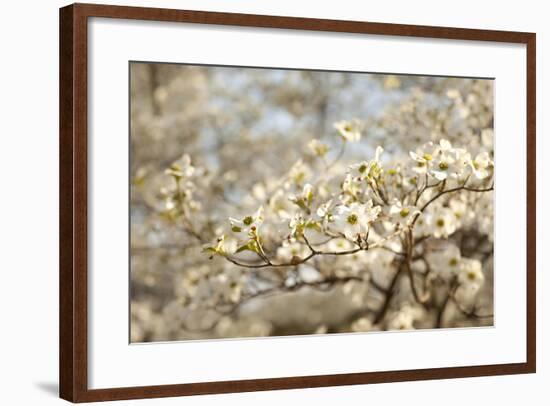 Cherry Blossoms II-Karyn Millet-Framed Photographic Print
