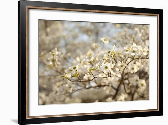 Cherry Blossoms II-Karyn Millet-Framed Photographic Print