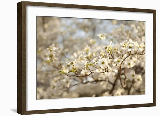 Cherry Blossoms II-Karyn Millet-Framed Photographic Print