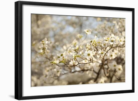 Cherry Blossoms II-Karyn Millet-Framed Photographic Print