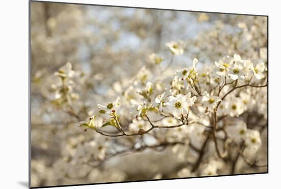 Cherry Blossoms II-Karyn Millet-Mounted Photographic Print