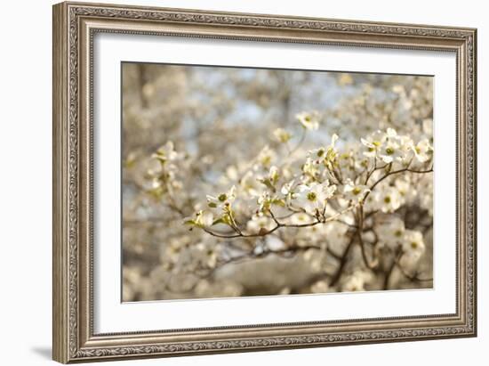 Cherry Blossoms II-Karyn Millet-Framed Photographic Print