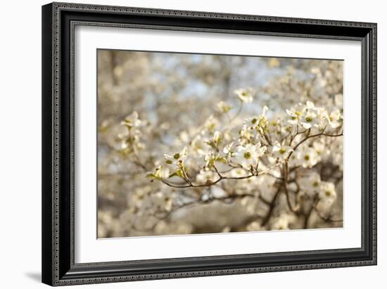 Cherry Blossoms II-Karyn Millet-Framed Photographic Print