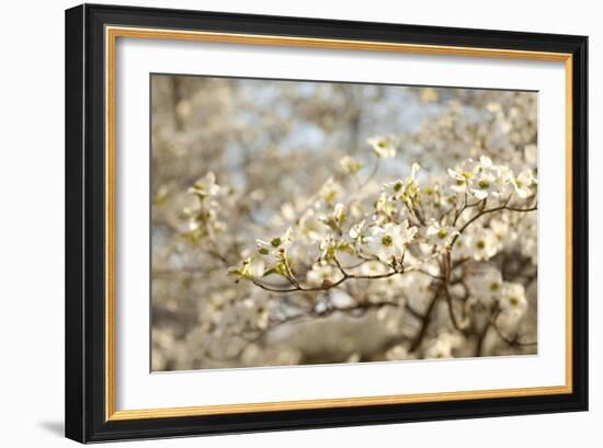 Cherry Blossoms II-Karyn Millet-Framed Photographic Print