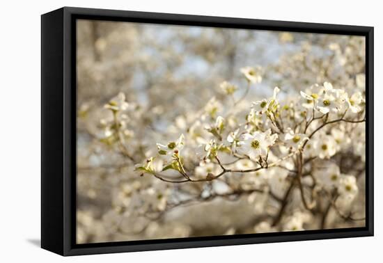 Cherry Blossoms II-Karyn Millet-Framed Premier Image Canvas