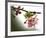 Cherry Blossoms III-Joy Doherty-Framed Giclee Print