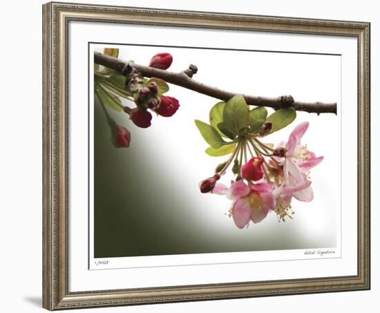 Cherry Blossoms III-Joy Doherty-Framed Giclee Print