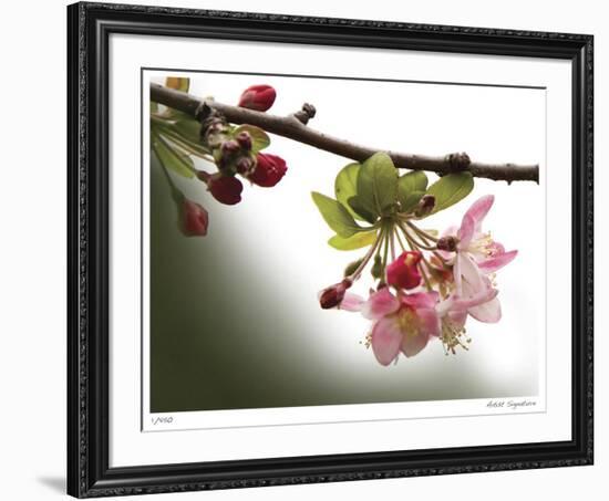 Cherry Blossoms III-Joy Doherty-Framed Giclee Print