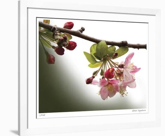 Cherry Blossoms III-Joy Doherty-Framed Giclee Print