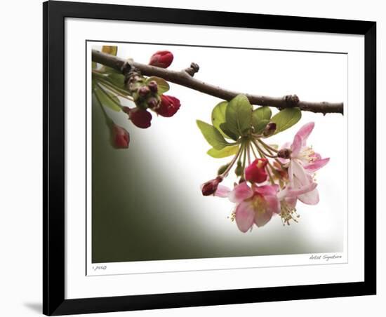 Cherry Blossoms III-Joy Doherty-Framed Giclee Print