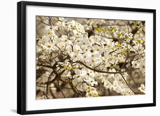 Cherry Blossoms III-Karyn Millet-Framed Photographic Print