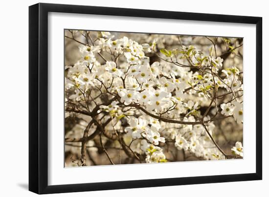 Cherry Blossoms III-Karyn Millet-Framed Photographic Print