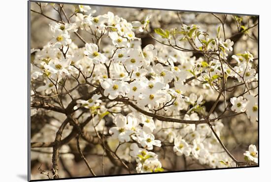 Cherry Blossoms III-Karyn Millet-Mounted Photographic Print