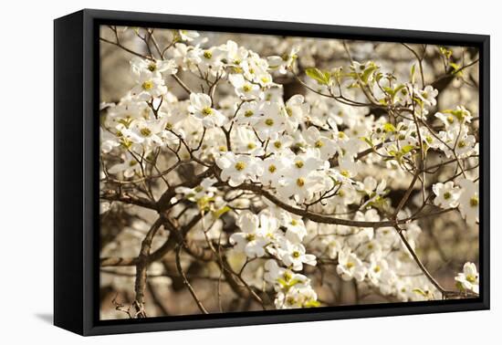 Cherry Blossoms III-Karyn Millet-Framed Premier Image Canvas