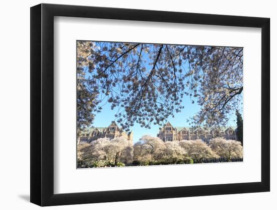 Cherry blossoms in full bloom, University of Washington campus, Seattle, Washington State, USA-Stuart Westmorland-Framed Photographic Print