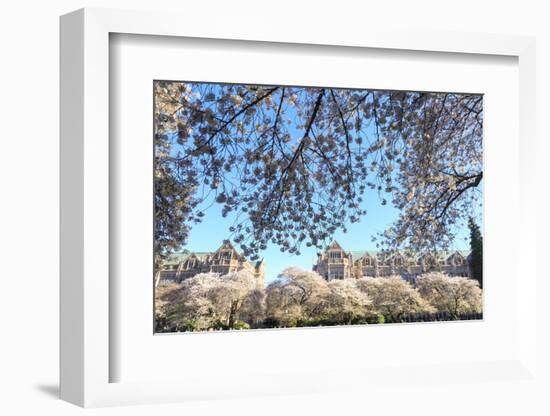 Cherry blossoms in full bloom, University of Washington campus, Seattle, Washington State, USA-Stuart Westmorland-Framed Photographic Print