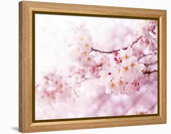 Cherry Blossoms in Full Bloom-landio-Framed Premier Image Canvas