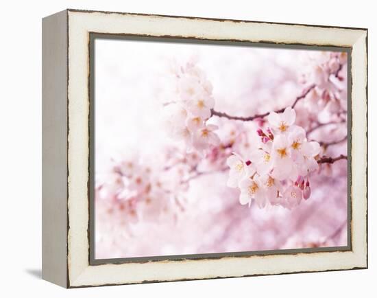 Cherry Blossoms in Full Bloom-landio-Framed Premier Image Canvas