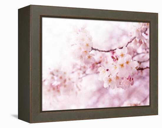 Cherry Blossoms in Full Bloom-landio-Framed Premier Image Canvas