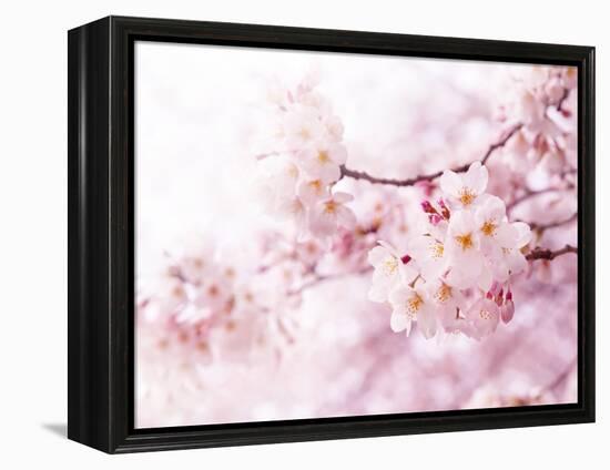Cherry Blossoms in Full Bloom-landio-Framed Premier Image Canvas