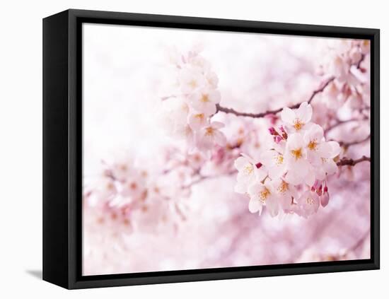 Cherry Blossoms in Full Bloom-landio-Framed Premier Image Canvas