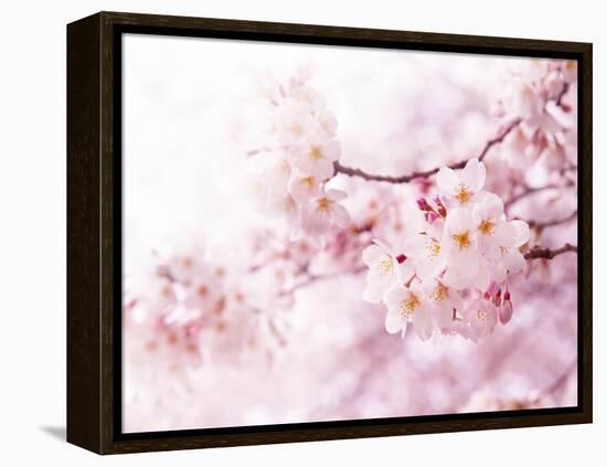 Cherry Blossoms in Full Bloom-landio-Framed Premier Image Canvas