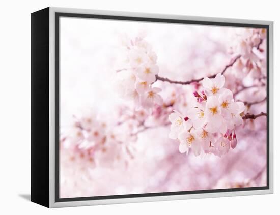 Cherry Blossoms in Full Bloom-landio-Framed Premier Image Canvas