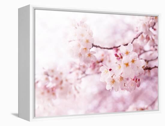 Cherry Blossoms in Full Bloom-landio-Framed Premier Image Canvas